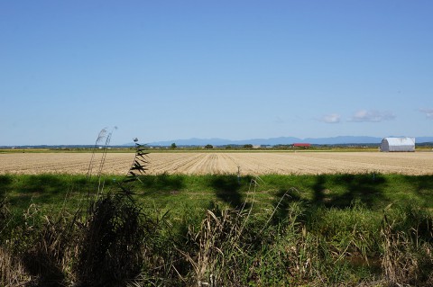 大潟の水田地帯